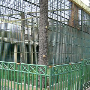 orang-utan cage