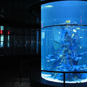 Sharks/The Coral Reef - Entry Exhibit