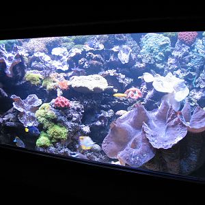 Sharks/The Coral Reef - Giant Clam Exhibit