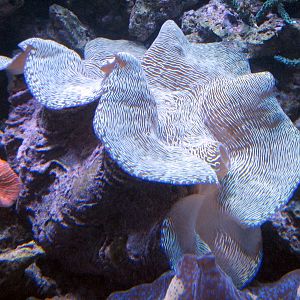 Sharks/The Coral Reef - Giant Clam