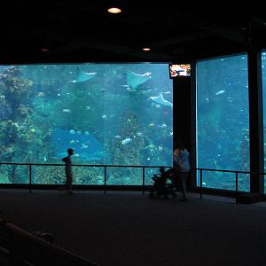 Sharks/The Coral Reef - Coral Reef