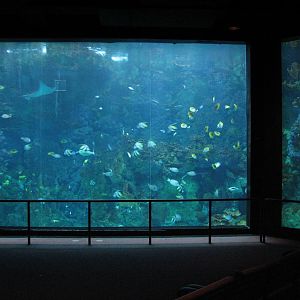 Sharks/The Coral Reef - Coral Reef