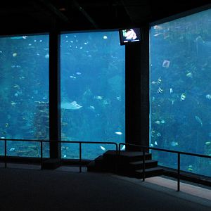 Sharks/The Coral Reef - Coral Reef Exhibit