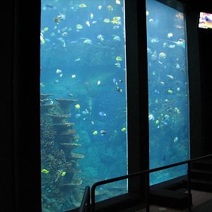 Sharks/The Coral Reef - Coral Reef Exhibit