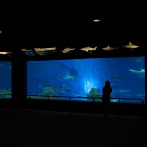 Sharks/The Coral Reef - Shark Exhibit
