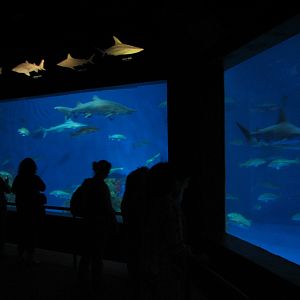 Sharks/The Coral Reef - Shark Exhibit