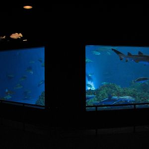Sharks/The Coral Reef - Shark Exhibit