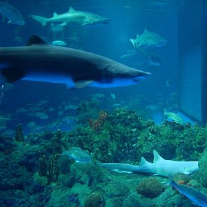 Sharks/The Coral Reef - Shark Exhibit