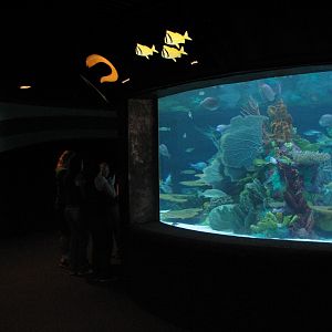 Sharks/The Coral Reef - Smaller Coral Reef Exhibit