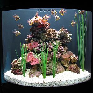 Sharks/The Coral Reef - Cardinalfish Exhibit