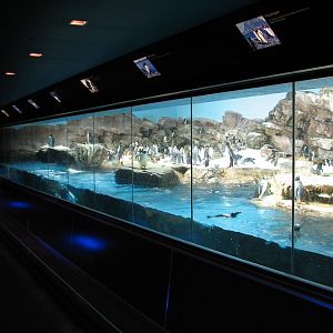 Penguin Encounter - Penguin Exhibit