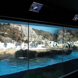 Penguin Encounter - Penguin Exhibit