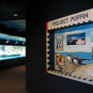 Penguin Encounter - Puffin Graphics
