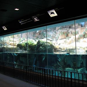 Penguin Encounter - Puffin and Murre Exhibit