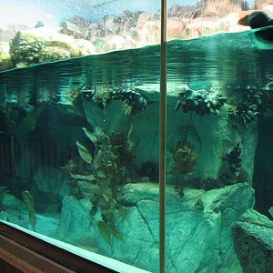 Penguin Encounter - Puffin and Murre Exhibit