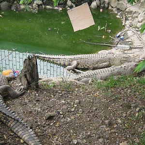 saltwater crocodiles (Crocodylus porosus)