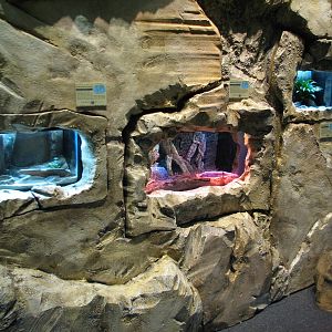 Conservation Center - Terrariums