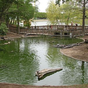 Alligator Alley - American Alligator Exhibit