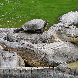 Alligator Alley - American Alligators and Turtles