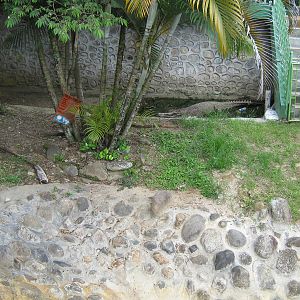 false gharial (Tomistoma schlegelii)