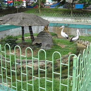 enclosure for Australian pelicans