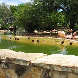 Flamingo Pond