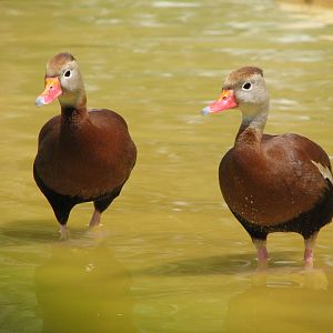 Flamingo Pond - Ducks