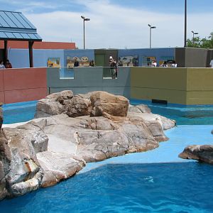 Rocky Point Preserve - California Sea Lion and Harbor Seal Exhibit