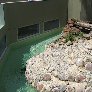 Rocky Point Preserve - Asian Small-clawed Otter Exhibit