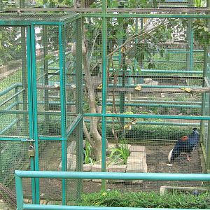 typical example of pheasant aviary