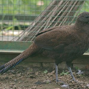 Sumatran peacock-pheasant (Polyplectron chalcurum)