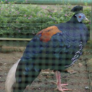 crested fireback (Lophura ignita rufa)