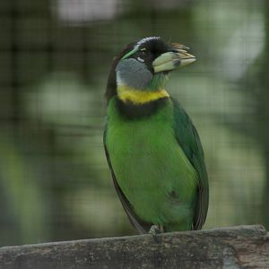 fire-tufted barbet (Psilopogon pyrolophus)