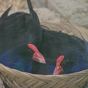 purple gallinules (Porphyrio porphyrio)