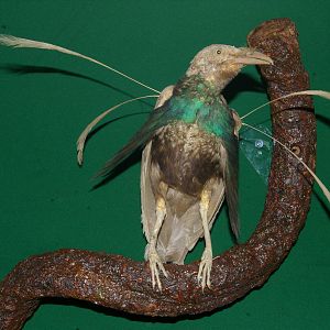 Wallaces standardwing (Semioptera wallacii)