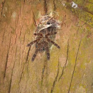 mygalomorph in tree hole