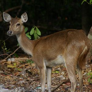 rusa (Cervus timorensis)