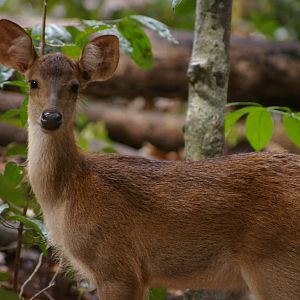 rusa (Cervus timorensis)