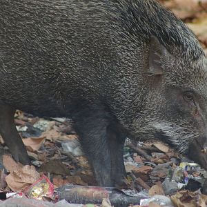 Asian wild pig (Sus scrofa cristata)