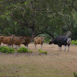 wild banteng (Bos javanicus)