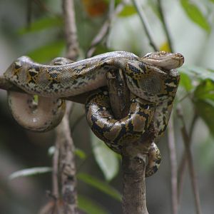 reticulated python (Python reticulatus)