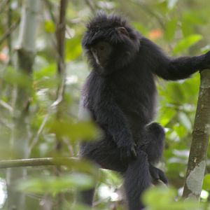 Javan langur (Trachypithecus auratus mauritius)