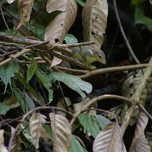 lesser tree shrew (Tupaia minor)