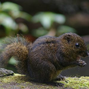Niobe ground squirrel (Lariscus niobe)