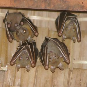 Forest Short-nosed Fruit Bats (Cynopterus minutus)