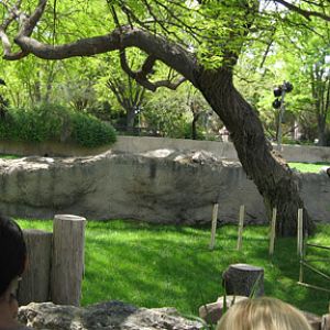 king vulture demonstration