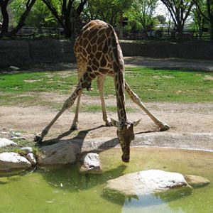 giraffe drinking