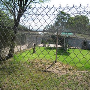 king vulture holding