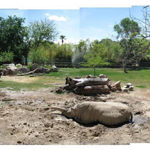 savannah for rhinos etc