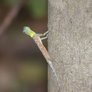flying dragon (Draco spilonotus)